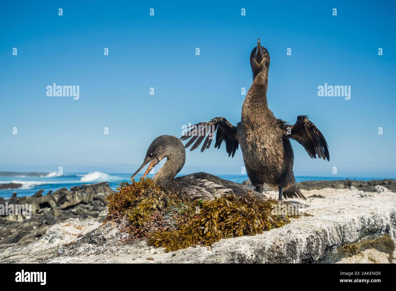 Flightless cormorano (Phalacrocorax harrisi), Cape Douglas, Fernandina Island, Galapagos Foto Stock