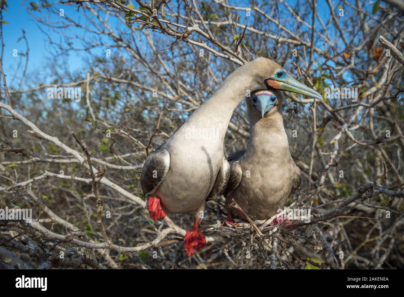 Rosso-footed booby (Sula sula), coppia arroccato nella struttura ad albero. Isola Genovesa, Galapagos. Foto Stock