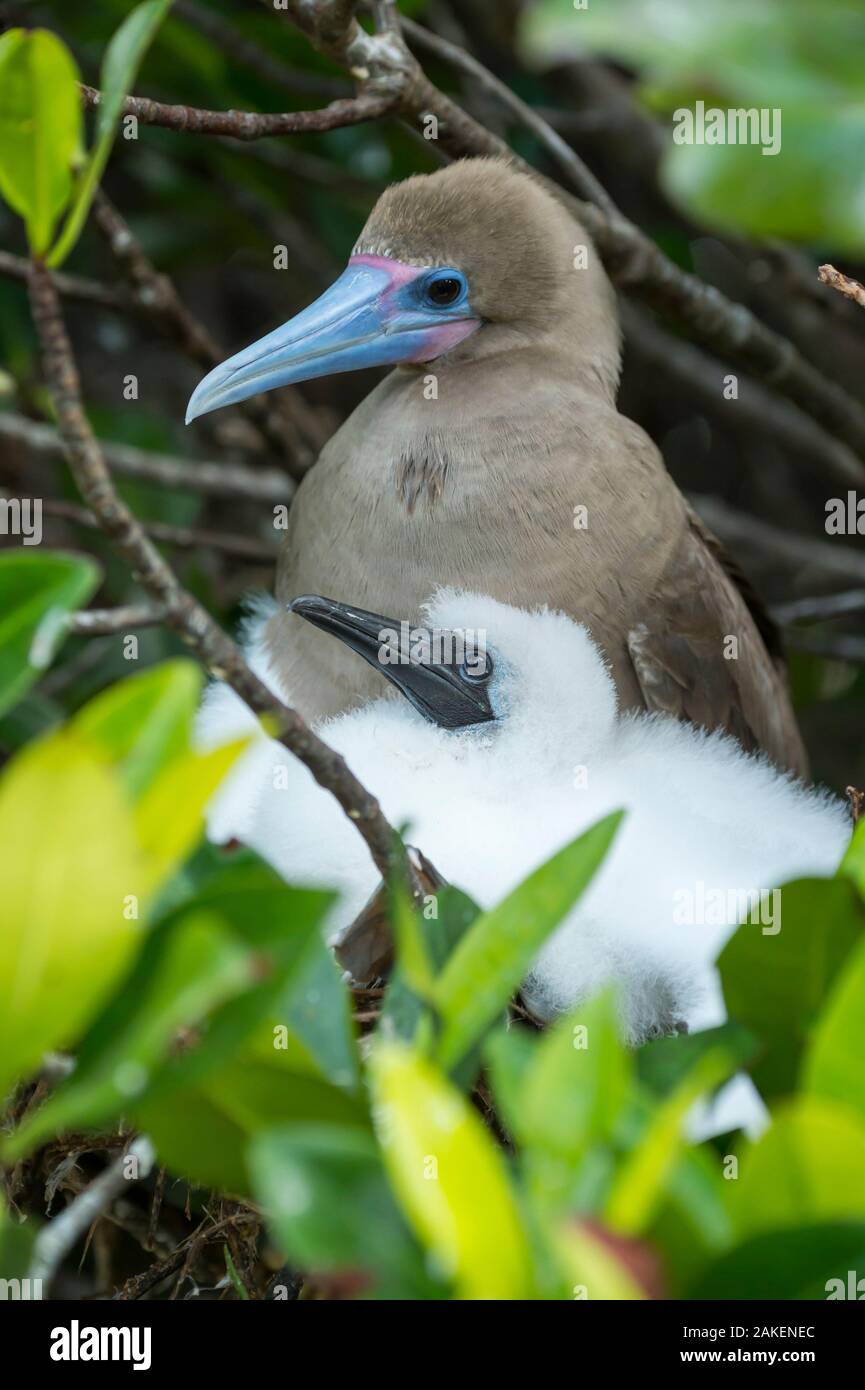 Rosso-footed booby (Sula sula), Adulto e pulcino al nido. Isola Genovesa, Galapagos. Foto Stock