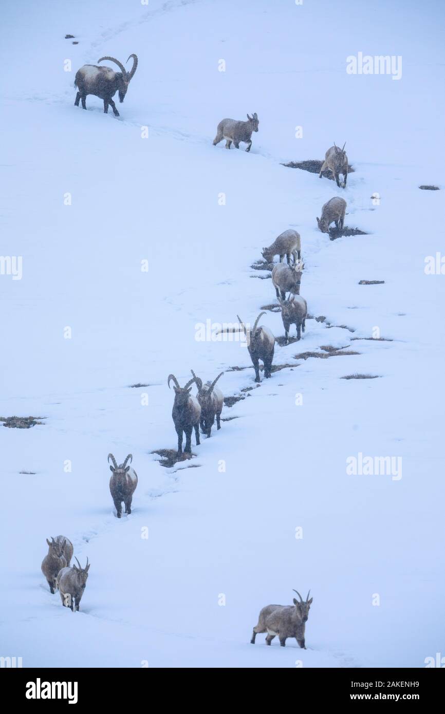 L'Himalayan stambecco (Capra sibirica) durante una nevicata, venendo giù per la montagna al crepuscolo dormire a bassa altitudine, intorno al villaggio di Kibber, Spiti valley, freddo deserto Riserva della Biosfera, Himalaya, Himachal Pradesh, India, Febbraio Foto Stock