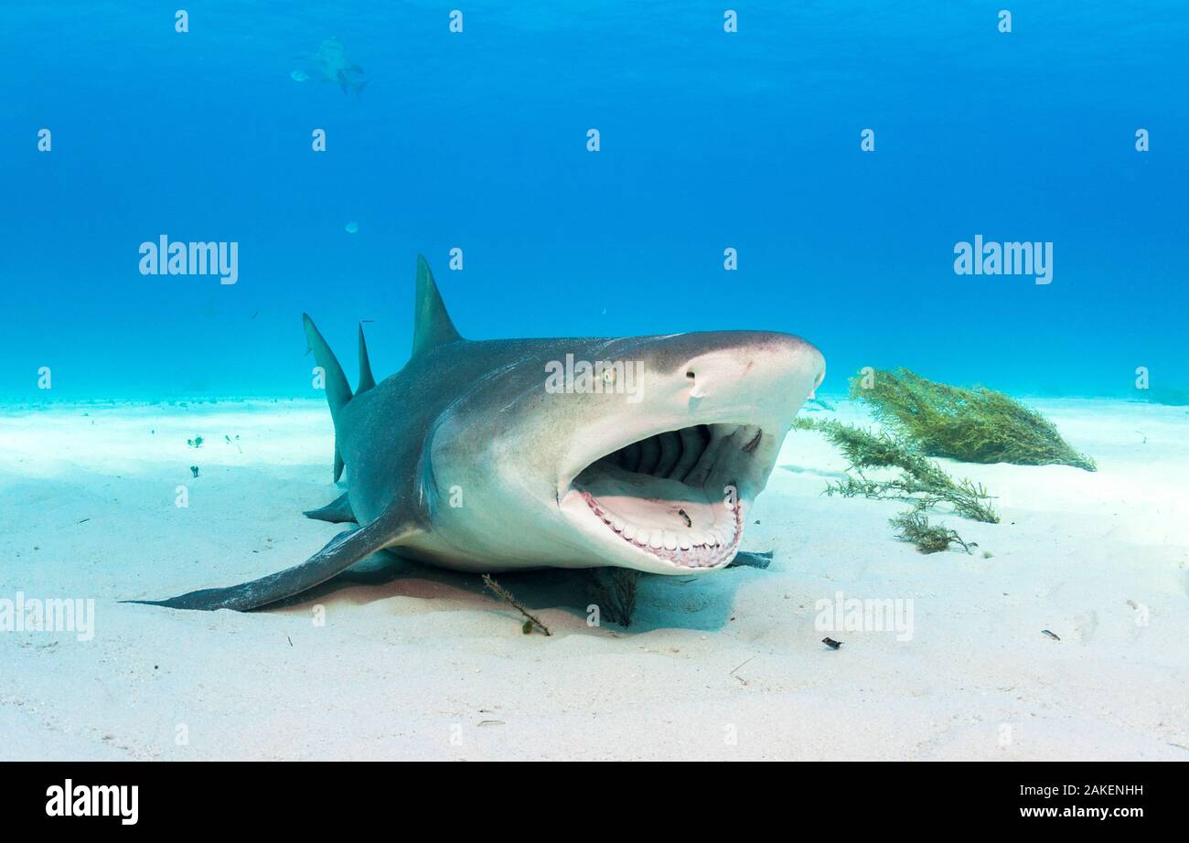 Lo squalo limone (Negaprion brevirostris) adulto in appoggio e consentendo un piccolo wrasse avanzamento off parassiti. Grand Bahama Island, Bahamas. Foto Stock