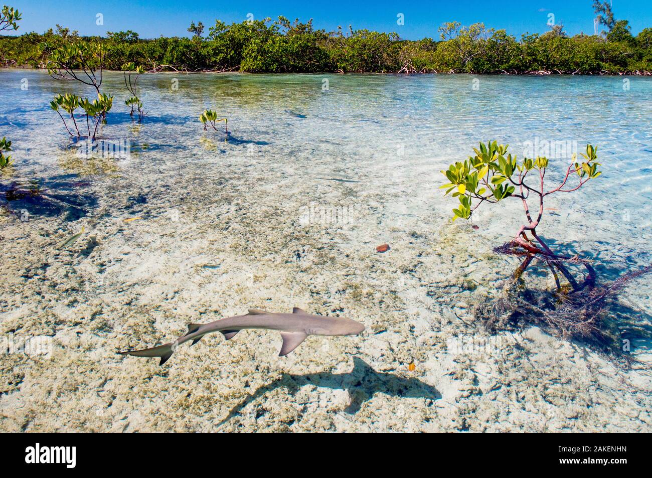 Lo squalo limone cuccioli (Negaprion brevirostris) trascorrere la prima 5-8 anni della loro vita in foreste di mangrovie. Il groviglio di radici fornisce protezione dai predatori ed è pieno di potenziale preda come il novellame e i granchi. Foto Stock