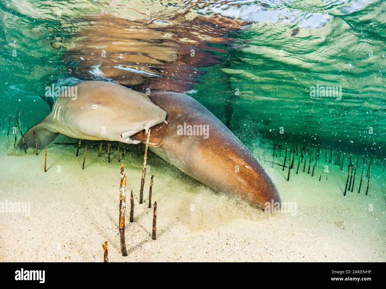 Squalo nutrice (Ginglymostoma cirratum) maschio morde sulla pinna pettorale di una femmina di accoppiamento mentre, Eleuthera, Bahamas. Foto Stock