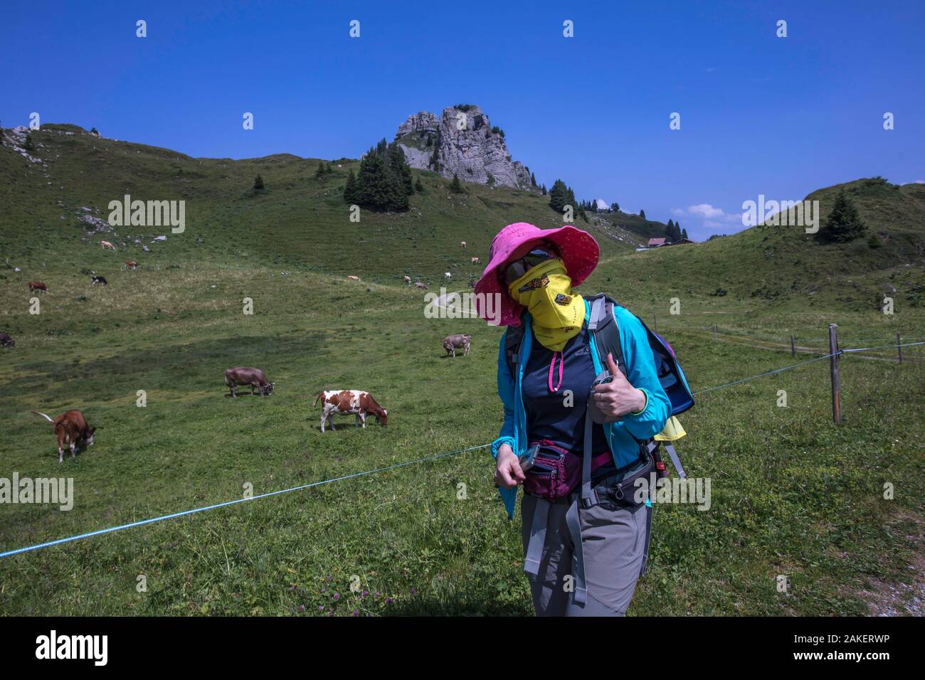 Un turista cinese si copre la faccia a tenere in ombra durante la deambulazione passato una mandria di mucche intorno Schynige Platte, Interlaken. Svizzera Foto Stock