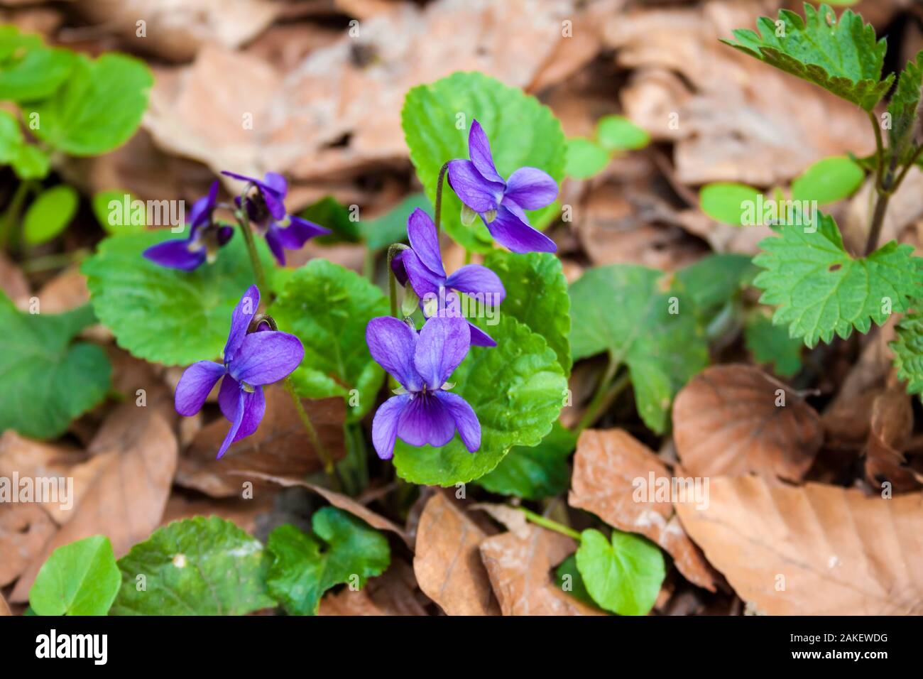 Viola odorata cresce in primavera foresta. È comunemente noto come il legno viola, viola mammola, inglese viola, viola comune, fioraio, viola o violetto giardino Foto Stock