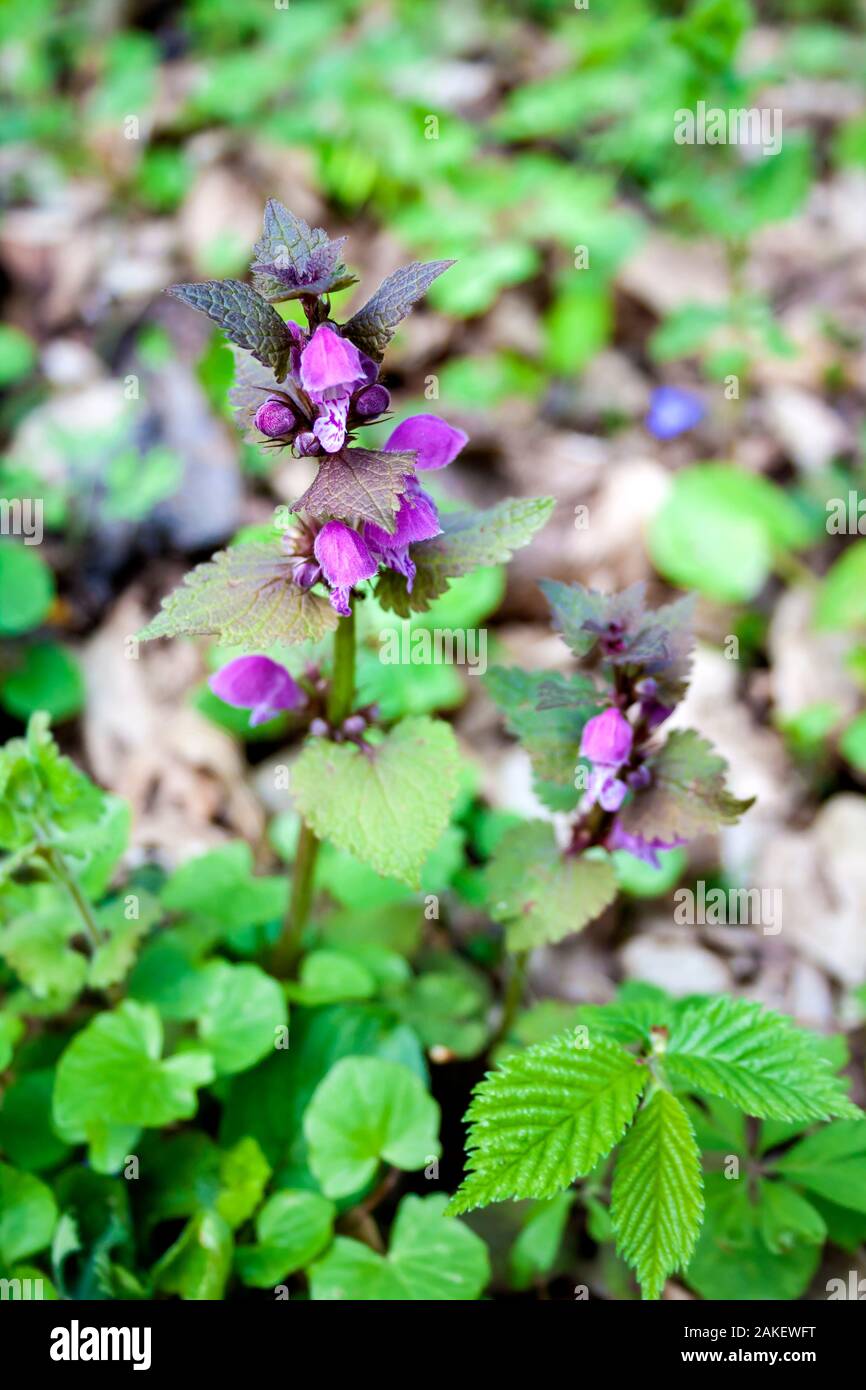 Red dead ortica (Lamium purpureum) closeup in primavera Foto Stock