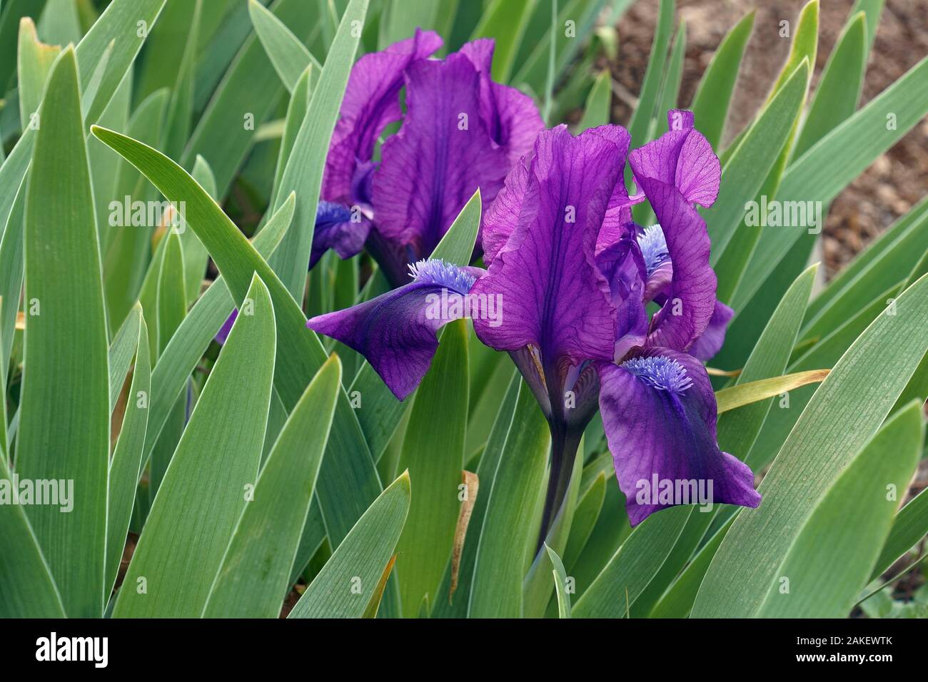 Dwarf Barbuto (Iris Iris pumila). Chiamato pigmeo anche iris. Foto Stock
