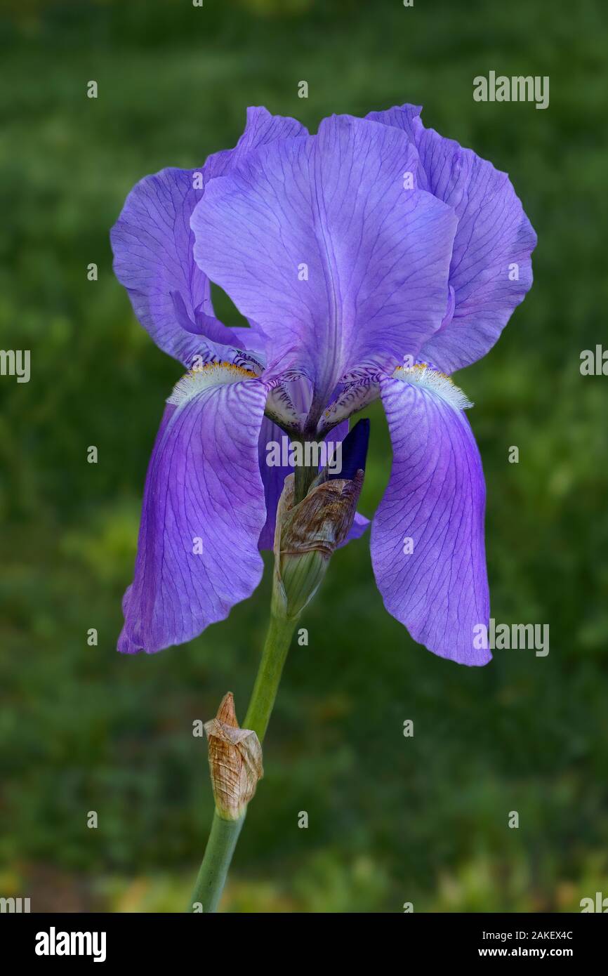 Dolce (Iris Iris pallida). Chiamato dalmata anche iris. Foto Stock