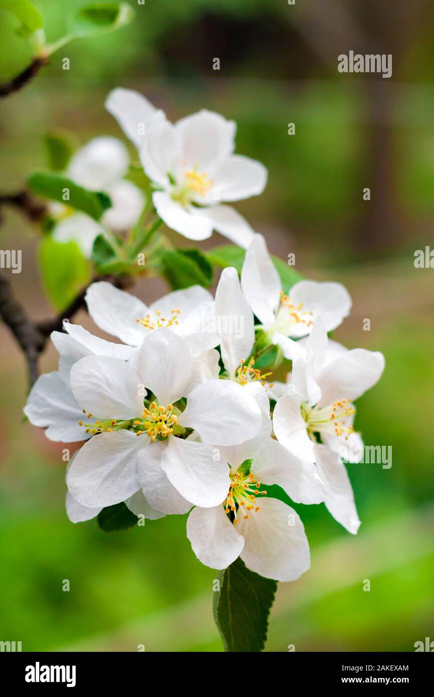 Ramo di fioritura del melo in una molla sul verde sfocata sullo sfondo del giardino Foto Stock