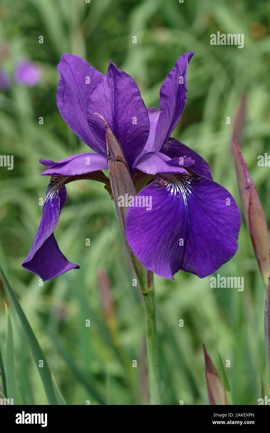 Siberian Iris (Iris sibirica). Foto Stock