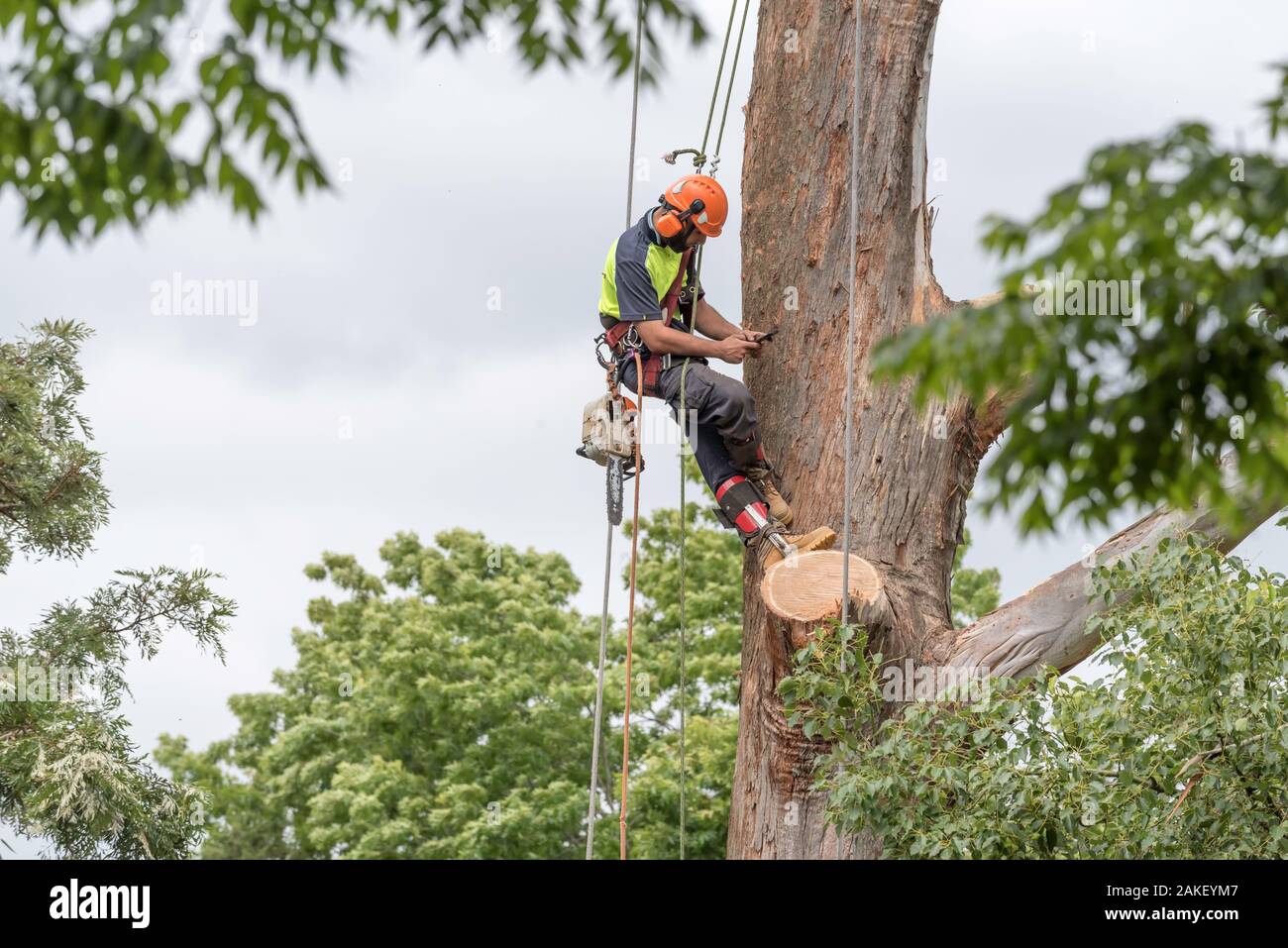 Sydney Aust Nov 26 2019: una improvvisa tempesta strappato attraverso la periferia a nord di Sydney scatto enormi alberi in corrispondenza della loro base. Questa è la pulizia di uno solo Foto Stock