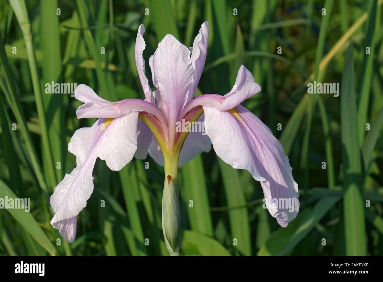 Regina di Rose Iris (Iris ensata Rose Queen') Foto Stock