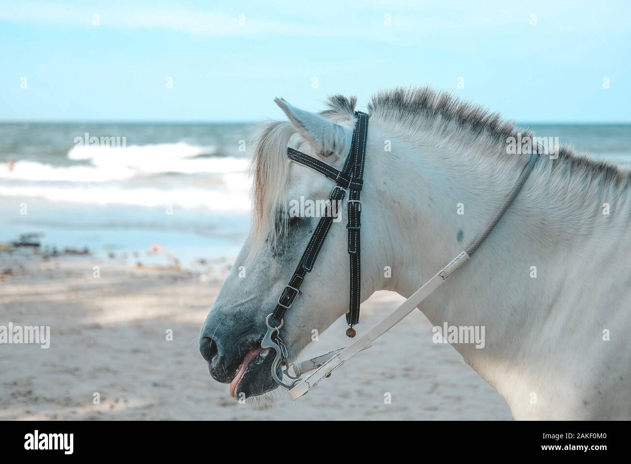 Cavallo bianco per il servizio turistico presso la spiaggia di Hua Hin, Prachuap Khiri Khan, Thailandia. Foto Stock