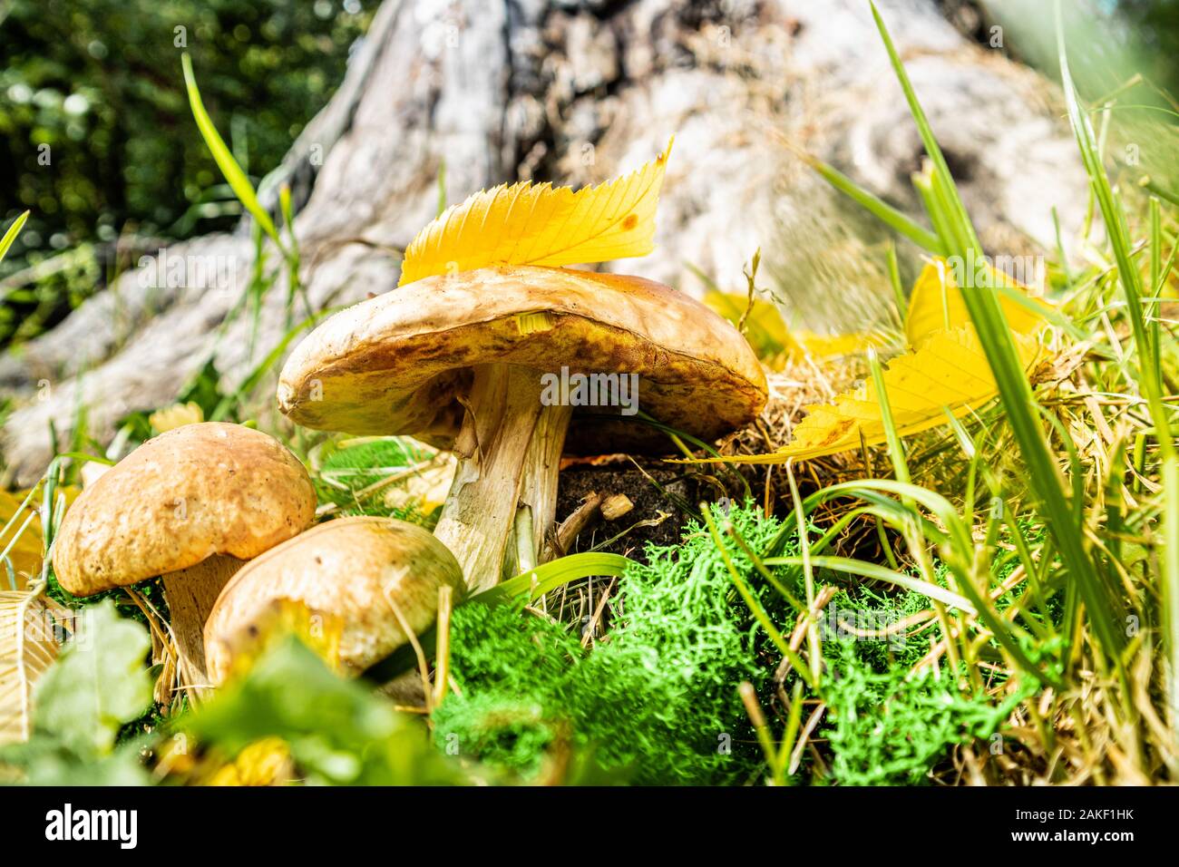 Autunno sfondo con i funghi. Cep funghicoltura in autunno foresta. Fungo Porcino. Funghi nei boschi. La raccolta dei funghi, concetto di raccolto Foto Stock