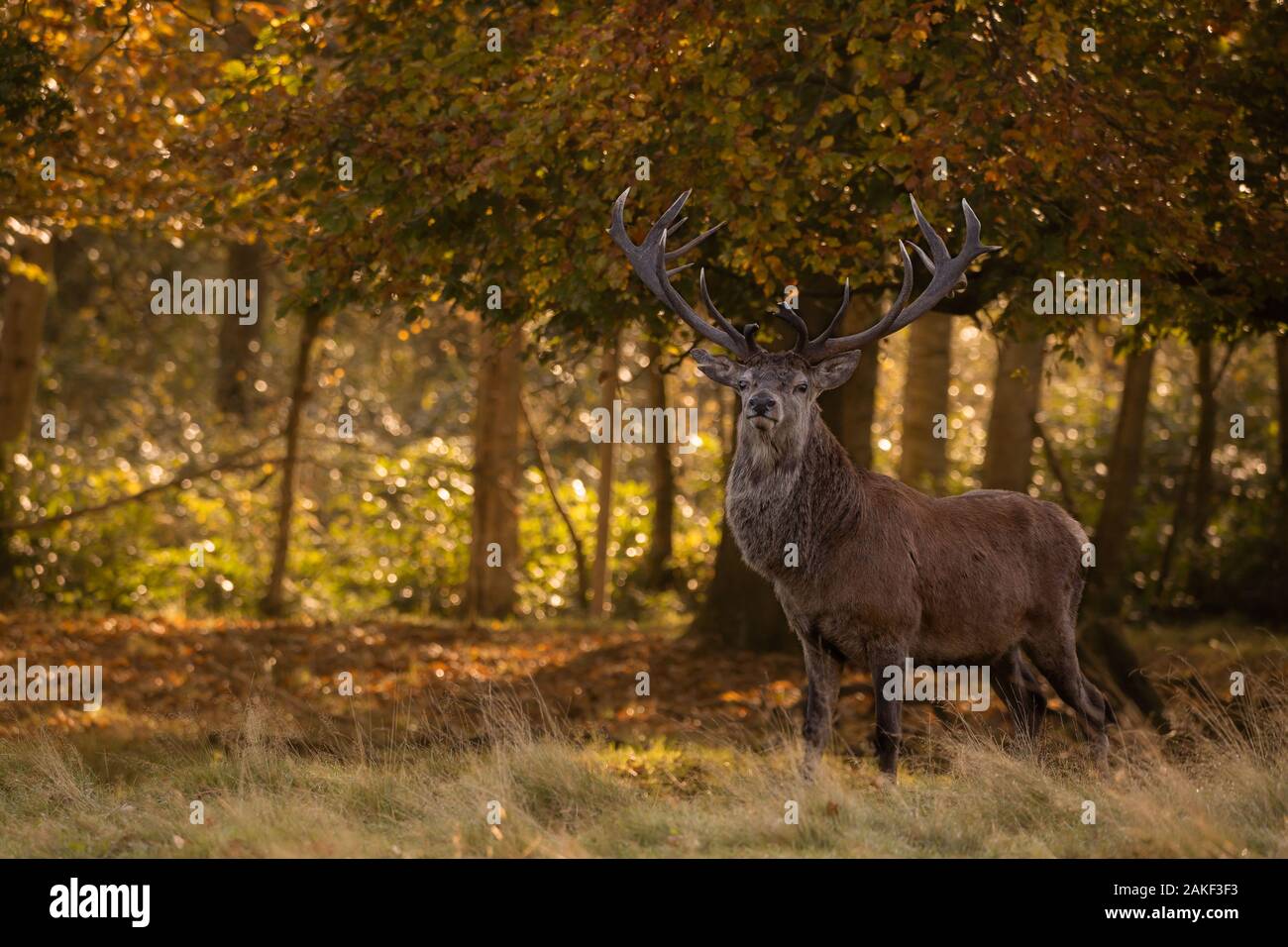 Grande cervi rosso in piedi in una foresta boscosa all'alba, Tatton Park, Cheshire, Regno Unito Foto Stock