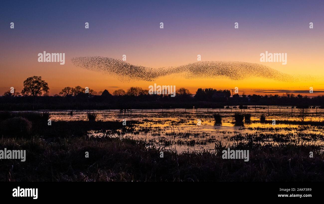 Starling murmuration al tramonto su campi allagati a Whixall in Nord Shropshire, Regno Unito Foto Stock
