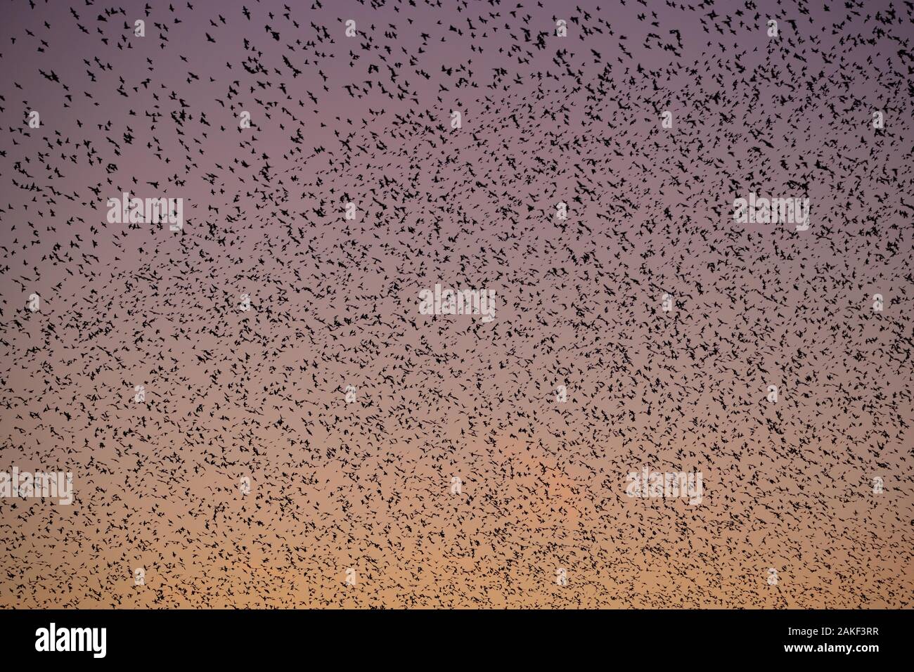 Starling murmuration al tramonto a Whixall in Nord Shropshire Foto Stock