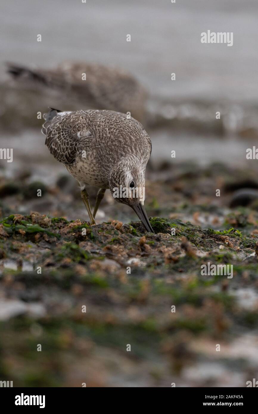 Non si può fare a caso il cibo sulla costa di Newburgh Beach, Aberdeenshire, Scozia, Regno Unito Foto Stock