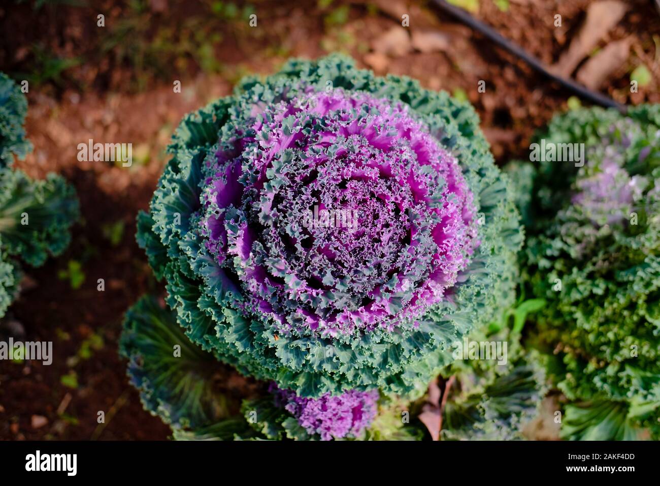 Goccia di acqua sul fiore decorativo cavoli rapa. Giardino decorare con impianto di vegetali Foto Stock