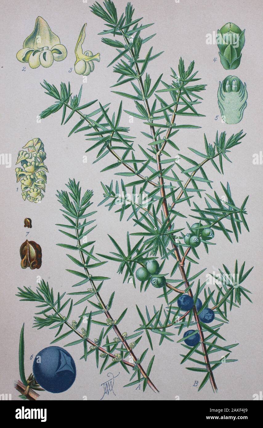 Juniperus communis il ginepro comune, è una specie di conifere in genere Juniperus, nella famiglia Cupressaceae / Gemeiner Wacholder (Juniperus communis), Auch Heide-Wacholder, digitale migliorata la riproduzione di un originale del XIX secolo / digitale Reproduktion einer Originalvorlage aus dem 19. Jahrhundert Foto Stock