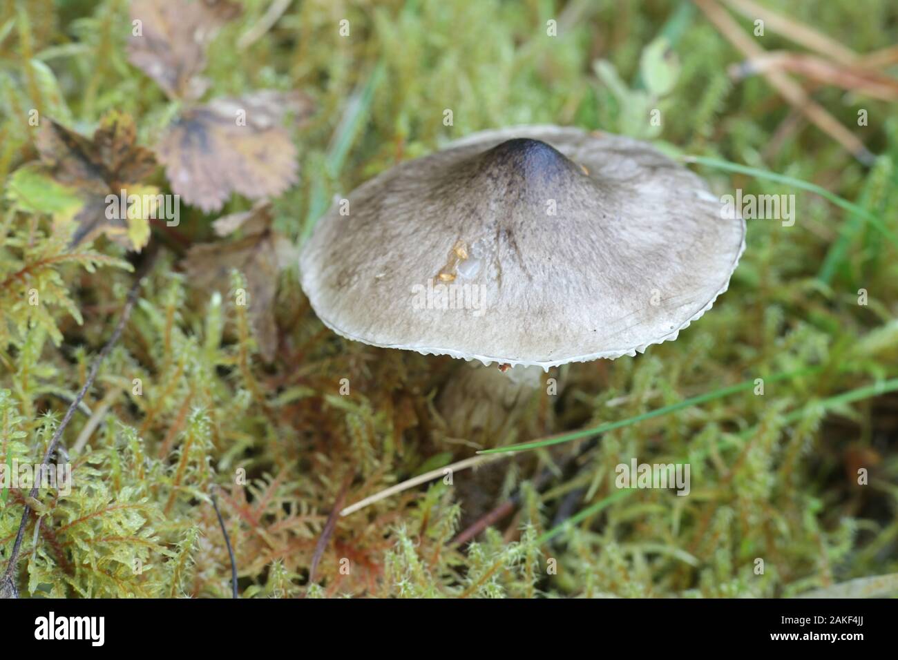 Hygrophorus korhonenii, un Ceralegno neutra o ceroso fungo tappo dalla Finlandia Foto Stock