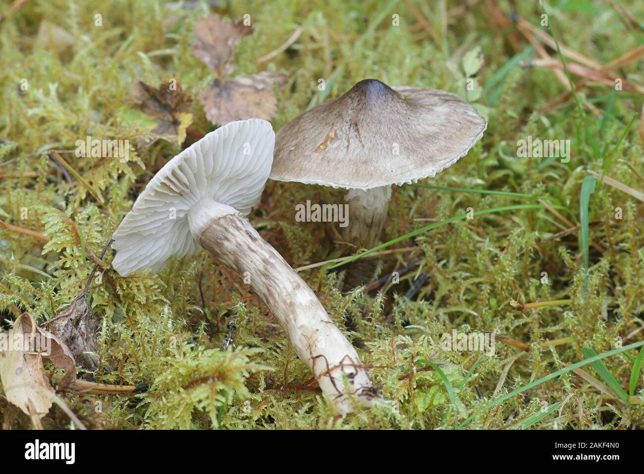 Hygrophorus korhonenii, Ceralegno neutra o ceroso fungo tappo dalla Finlandia Foto Stock