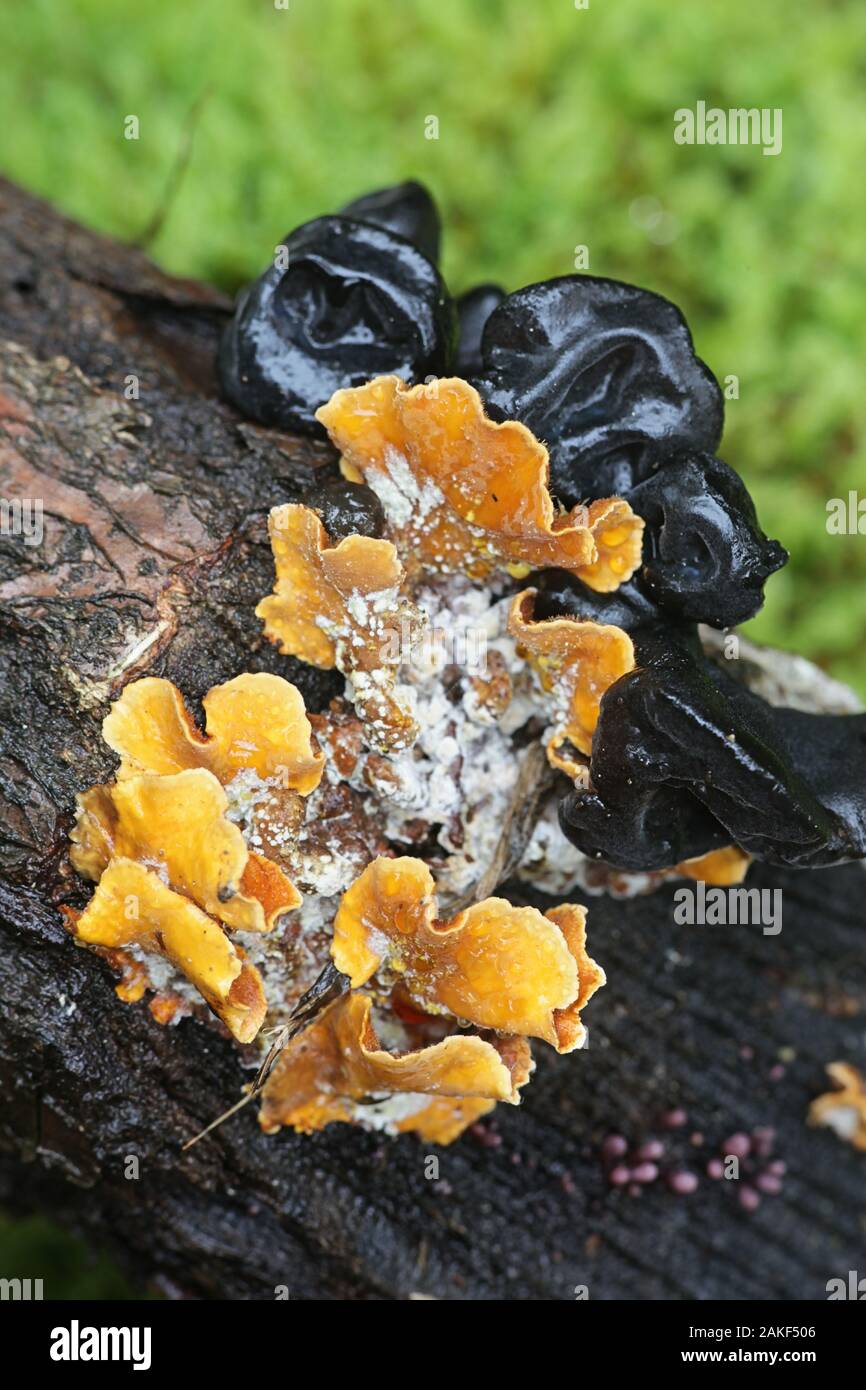 Exidia truncata, noto come nero streghe il burro o la caduta di gelatina, funghi selvatici che vivono su quercia dalla Finlandia Foto Stock