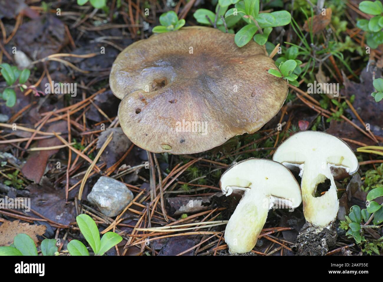 Suillus luteus, noto come jack scivolose o sticky bun, funghi selvatici dalla Finlandia Foto Stock
