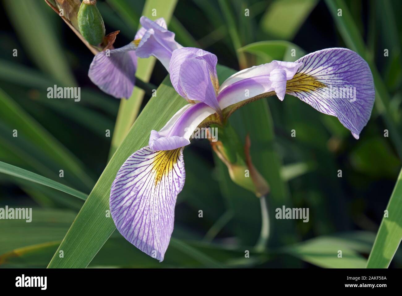 Virginia (Iris Iris virginica) Foto Stock