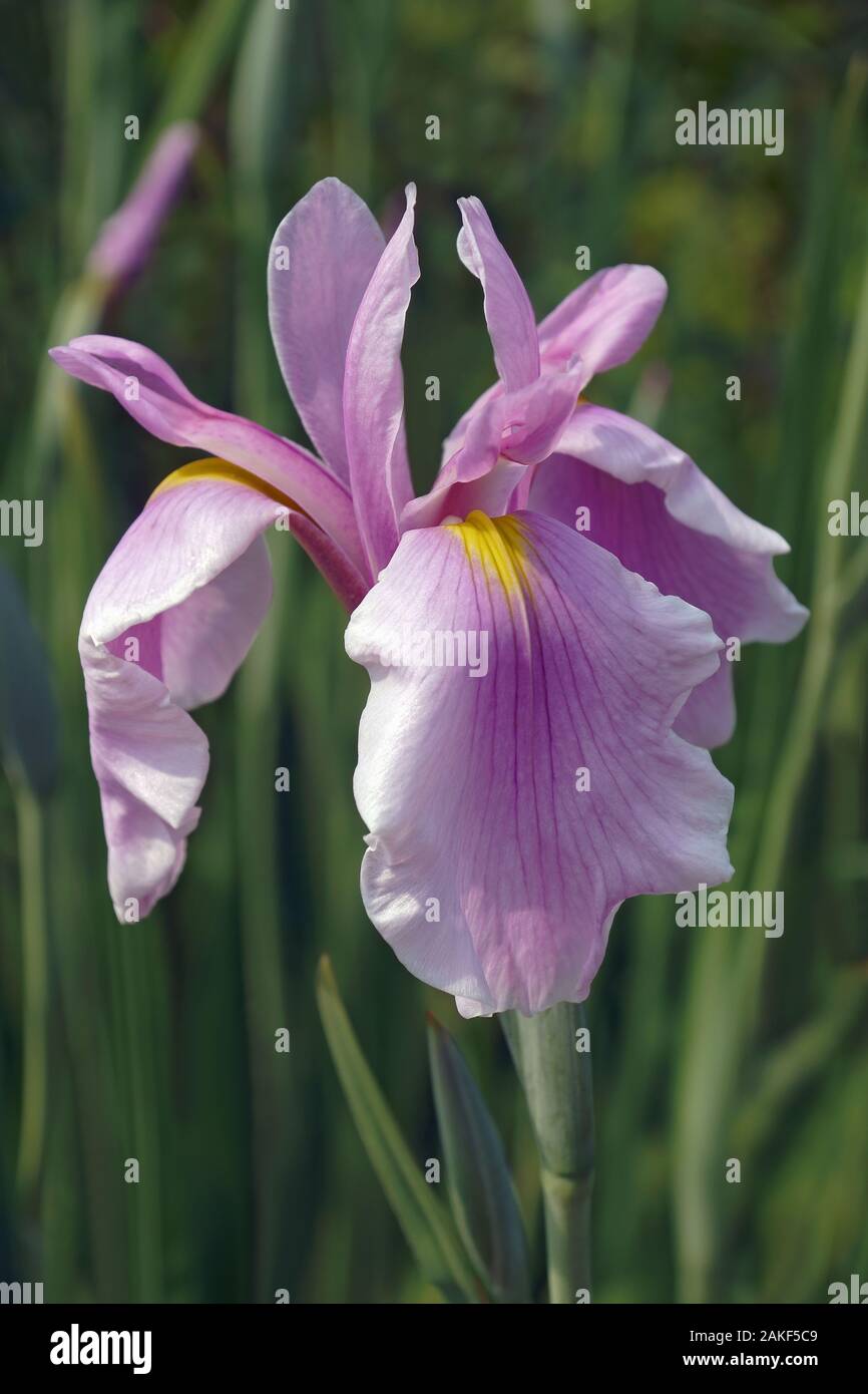 Regina di Rose Iris (Iris ensata Rose Queen') Foto Stock
