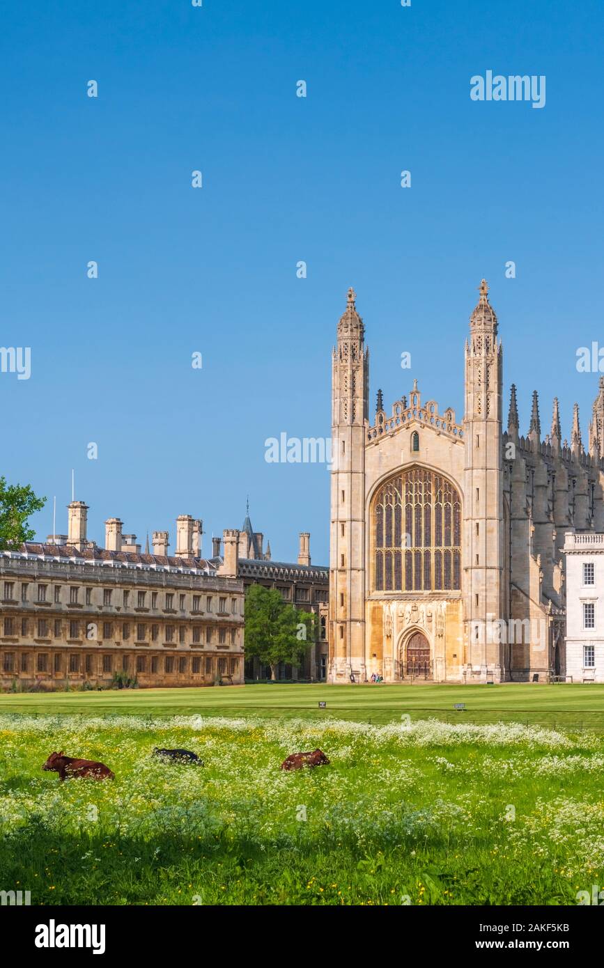 Regno Unito, Inghilterra, Cambridgeshire, Cambridge, Le Spalle, King's College, King's College Chapel, Bestiame al pascolo Foto Stock