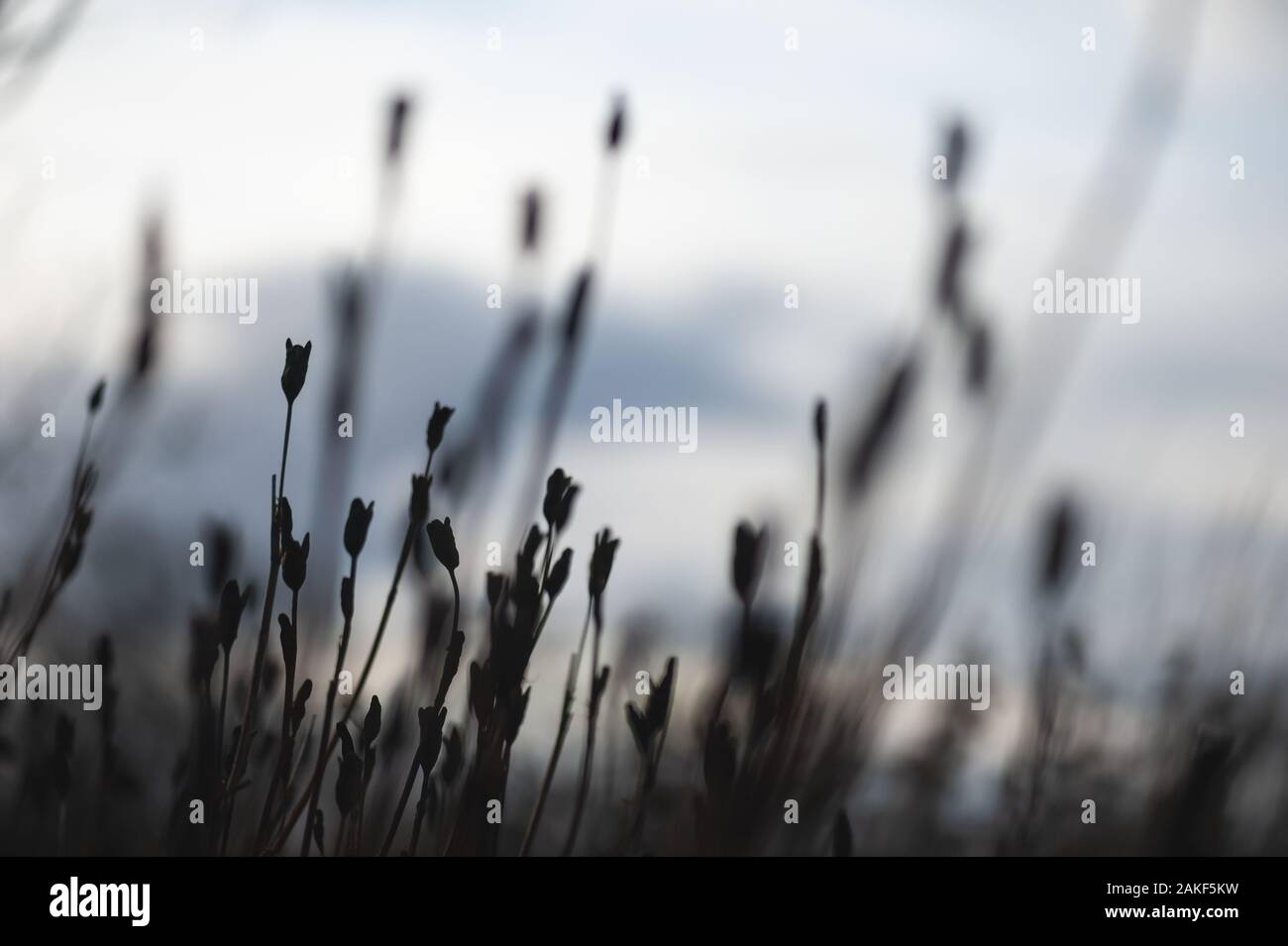 Le teste di serie si stagliano contro un tramonto invernale. Foto Stock