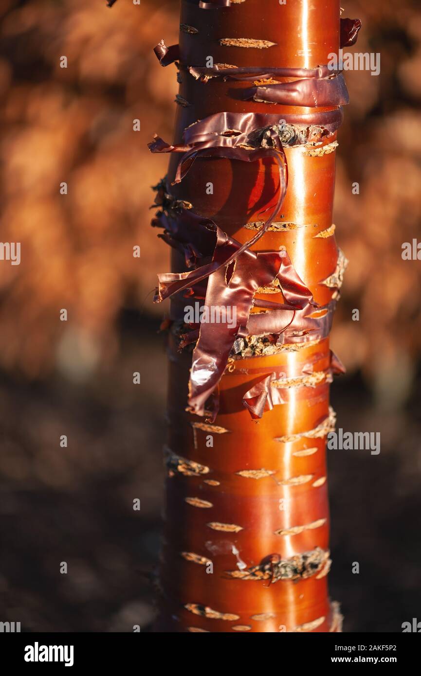 La corteccia di mogano di prunus serrula (ciliegio tibetano) brilla alla luce diretta del sole. Foto Stock