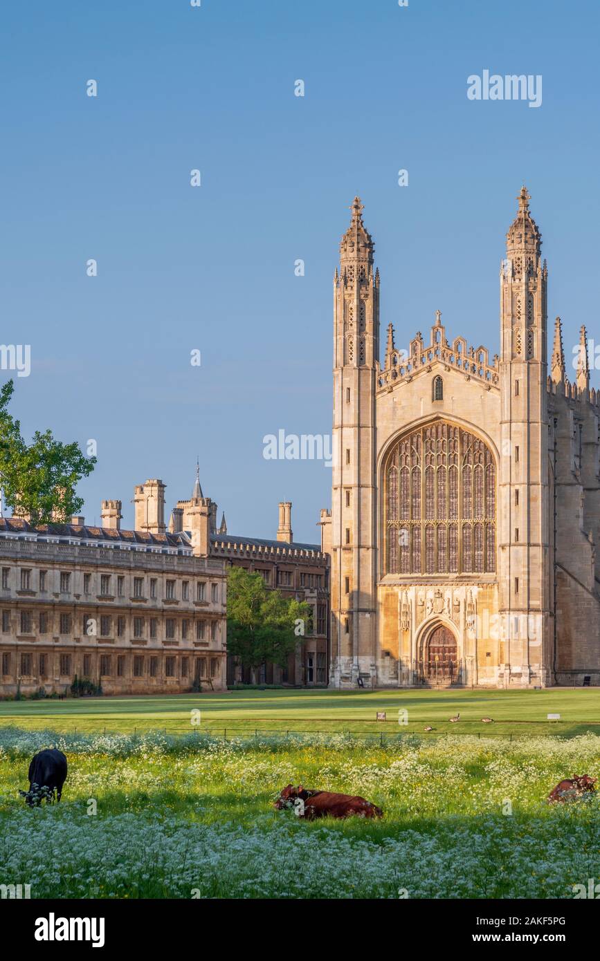 Regno Unito, Inghilterra, Cambridgeshire, Cambridge, Le Spalle, King's College, King's College Chapel, Bestiame al pascolo Foto Stock