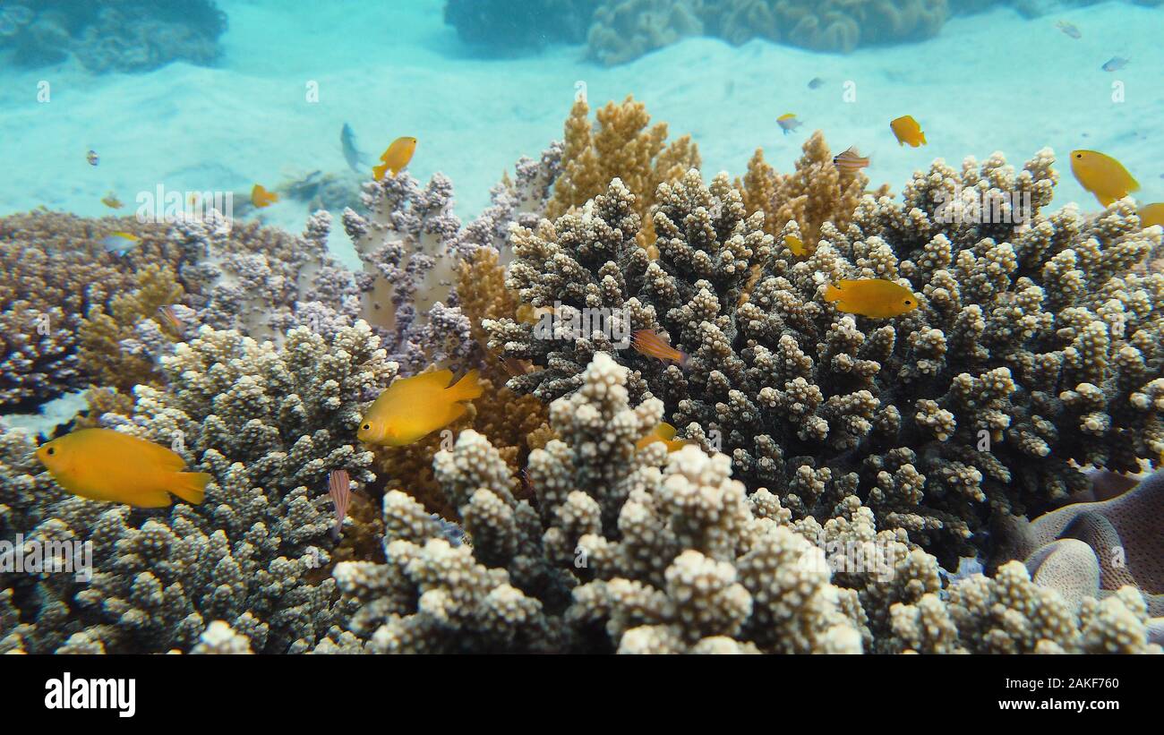 Bellissimo mondo sottomarino con barriere coralline e pesci tropicali. Leyte, Filippine. Travel Vacation concept Foto Stock