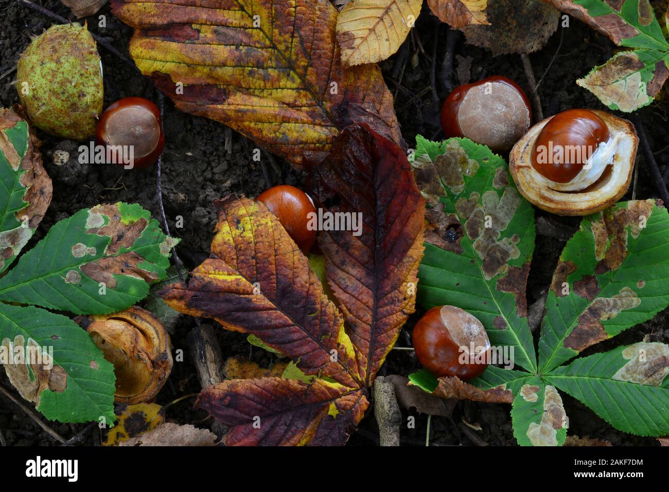 Ippocastani sul terreno Foto Stock