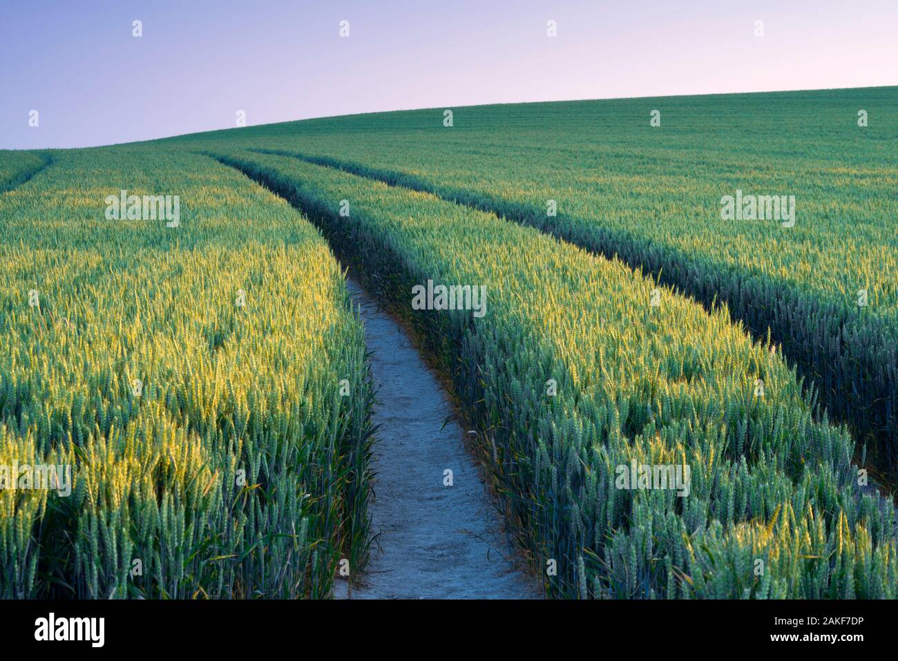 Regno Unito, Inghilterra, Cambridgeshire, campo di grano Foto Stock