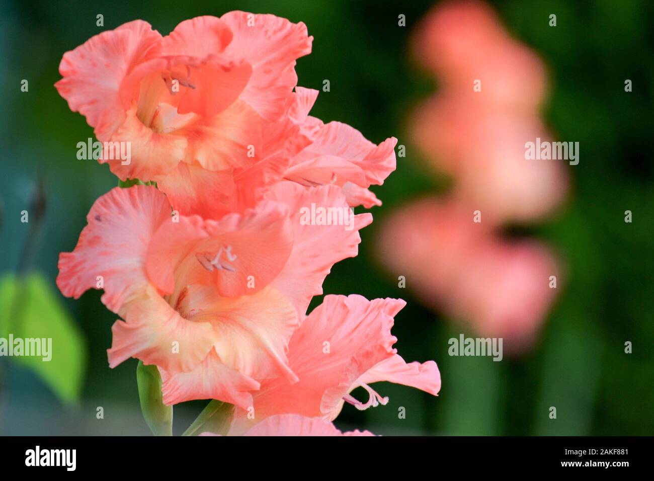 Close up arancione-rosa Gladiolus hybridus in giardino Foto Stock