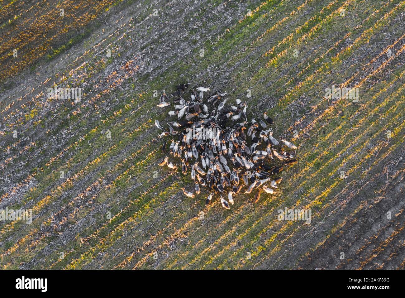 Un sentito di capre nel campo, foto aerea Foto Stock