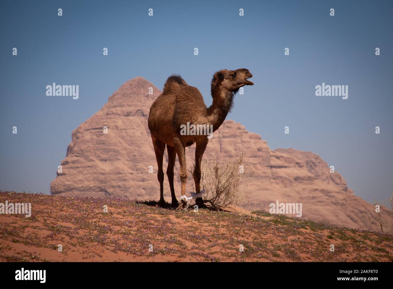 A dorso di cammello nel Wadi Rum desert, Giordania Foto Stock