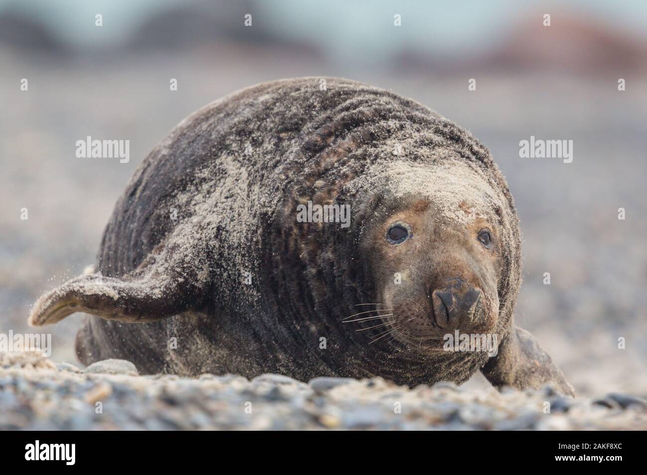 Vista frontale naturale grigio maschio guarnizione bull (Halichoerus grypus) avvicinamento Foto Stock