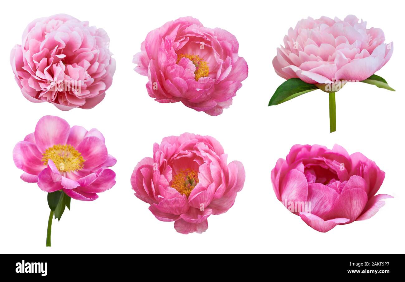 Belle le peonie su sfondo bianco. Fiori di colore rosa isolato. Foto Stock