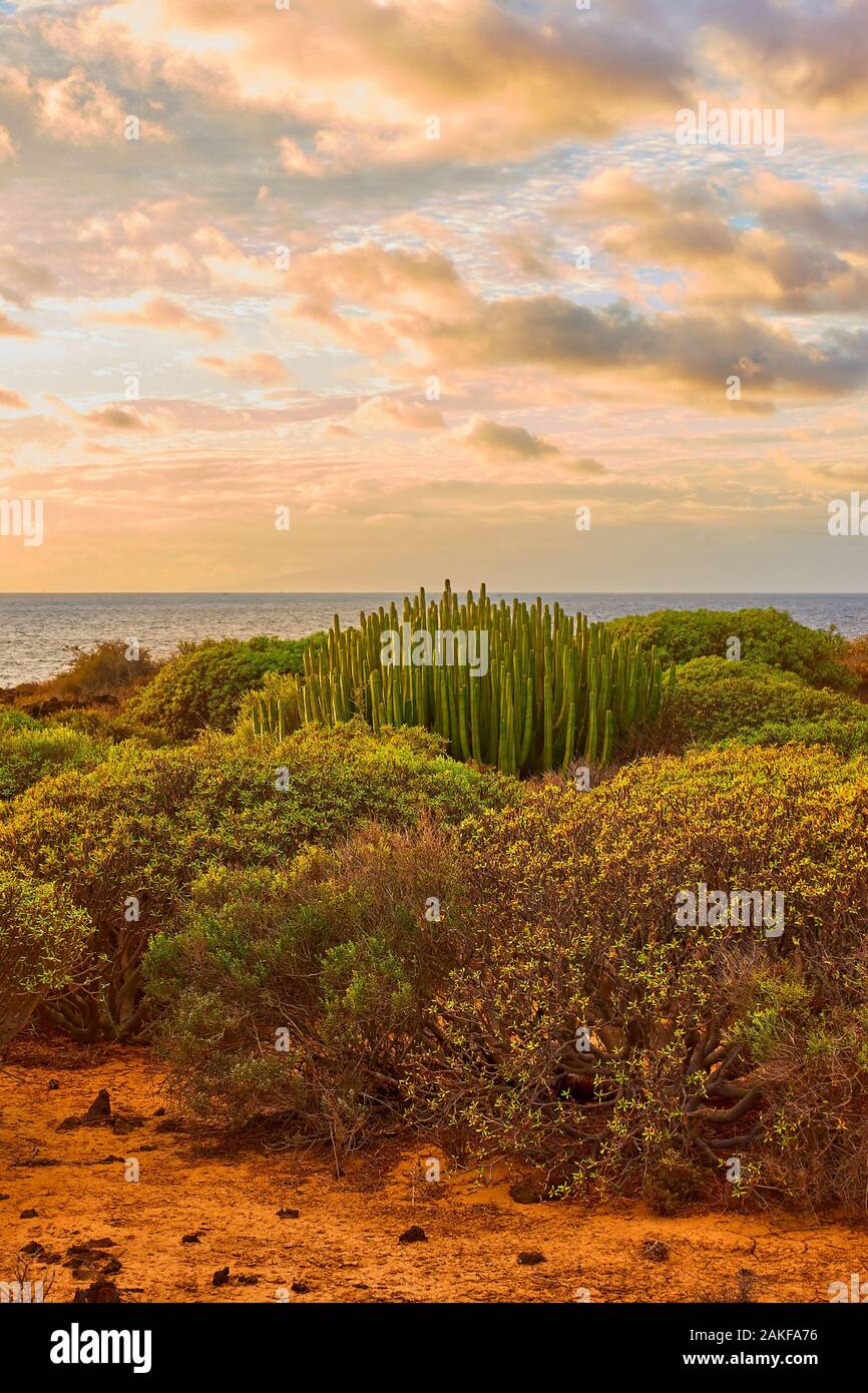 Paesaggio con cespugli e cactus accanto all'Oceano Atlantico a sud di Tenerife al tramonto, Isole Canarie Foto Stock
