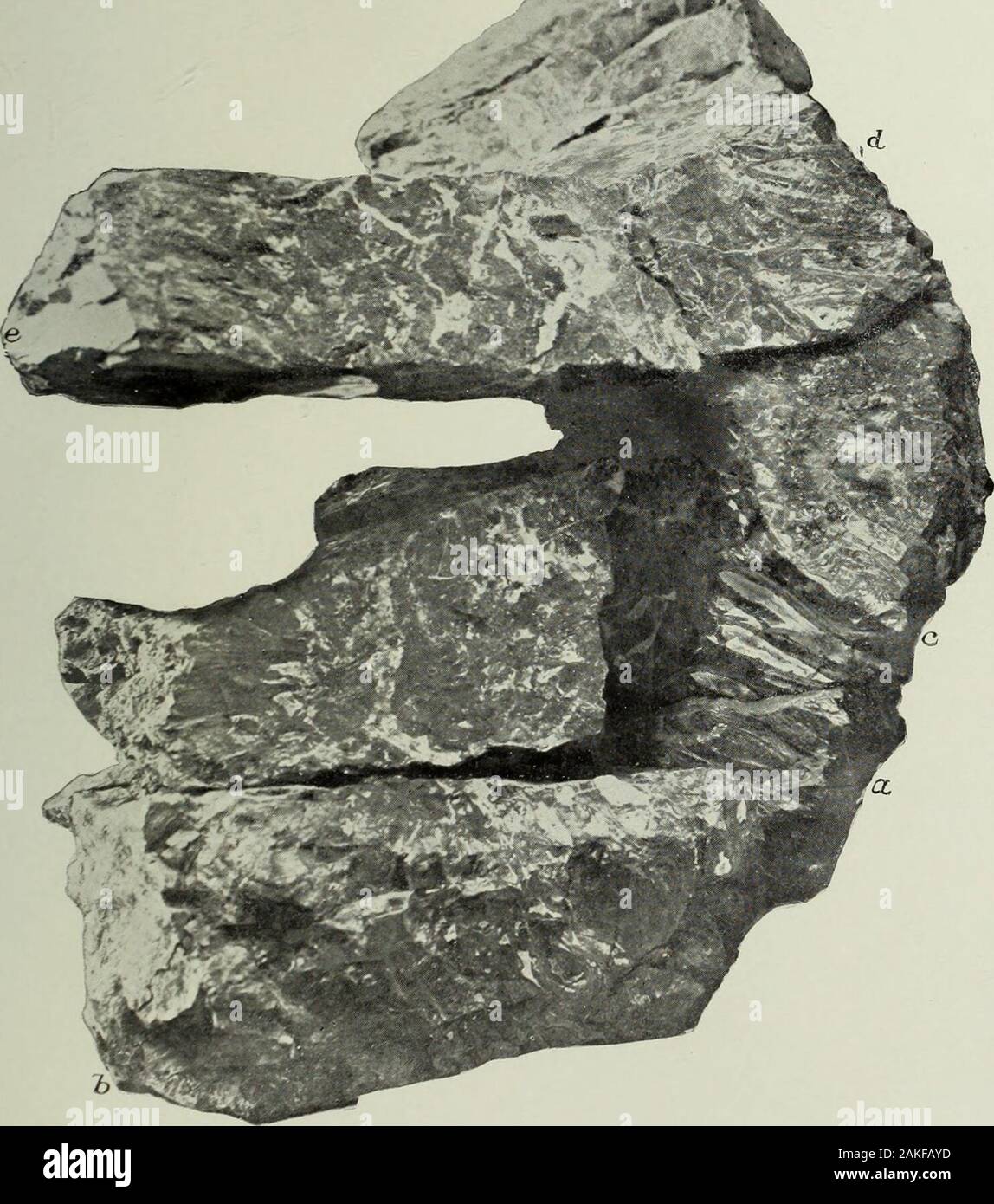 Relazione annuale della United States Geological Survey per il Segretario degli Interni . LIBRARYUNIVERSITY dell'Illinois. Piastra ( X LI. Piastra CXLI. Pagina. CvtADELl.Un RAMEXTOSA Ward 406 view all'interno superfici di rottura della porzione di un tronco resultingfrom unire i frammenti complementari, NBS. 500.40, 500.43, 500.45, 500.66, e 500.81 del Museo dell'Università del Wyoming. (A) n. 500.45; (b) n. 500.40; {&LT;?) n. 500.66; (d) n. 500.43; (V) Xo.500.81.672 U. 6. GEOLOGICAL SURVEY VENTESIMA RELAZIONE ANNUALE PARTE II PL. CXLI. Centimetri .cycad ELLA ENTOSA RAM, dal giurassico di WYOMIN Foto Stock