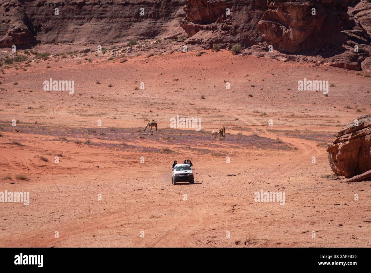 Veicolo fuoristrada e cammelli nel Wadi Rum desert, Giordania Foto Stock