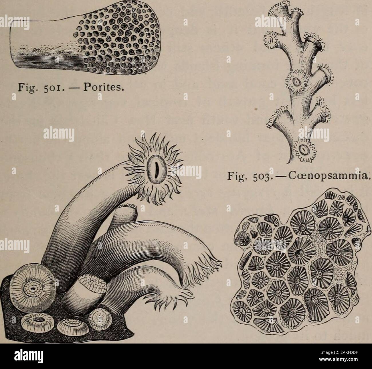 Storia naturale di animali; . V *^) Fig. 500. - Madrepore. Lato destro rami vita.. Fig. 502. - Astroides. Coral Polyps in Fig. 504. - Asciugare il corallo,vari stadi di espansione. La stessa della Fig. 503. 262 CCELENTERATES: polipi. lobo corto-come i tentacoli in multipli di 6. Eachspecimen, come figura 510, è la secrezione di una singlePolyp, e campioni simili sono talvolta un piede o più di diametro. Ma alcuni dei più interessanti sulla CoralPolyps rimangono per essere detto. Centinaia di isole andreefs nell'oceano sono fatte di corallo, - il skeletonsof polipi. Queste isole e scogli sono la maggior parte ab Foto Stock