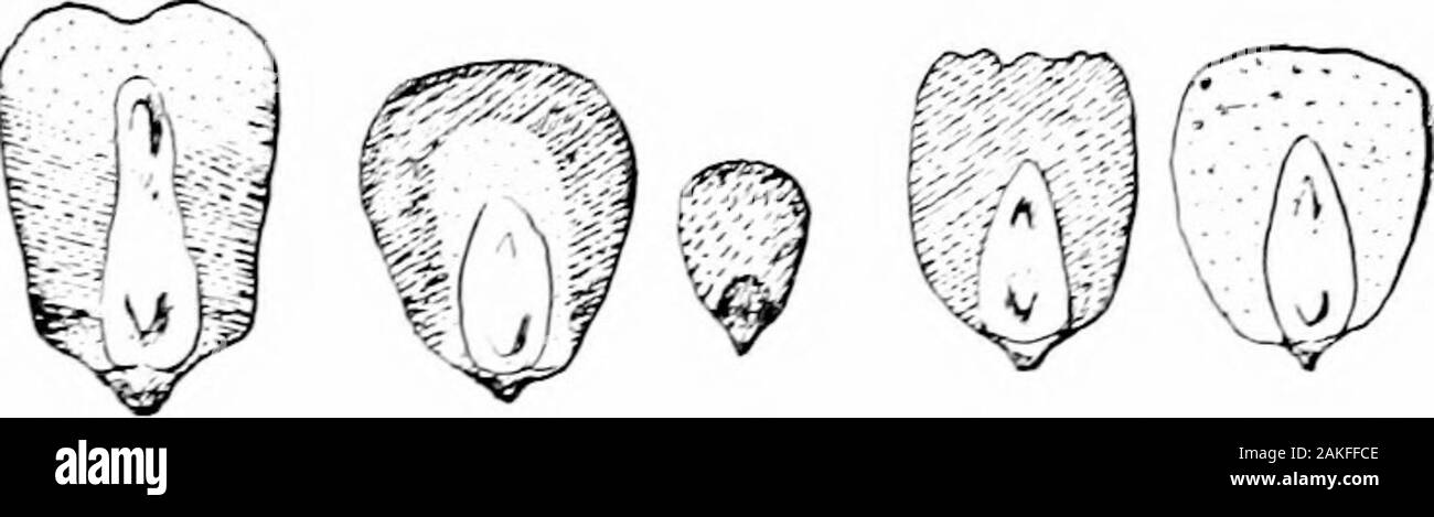 Southern raccolti di campo (esclusiva di piante foraggere) . h. il mais. Queste gare sono da sinistra a destra, ammaccature, selce, pop, dolce, contraddistinto da differiscono- e mais dolce. pj^pp^ Jj^ ^J^g struttura dei grani (Figg. 6i e 65), nonché da altri dis-aveva acquistato tale carattere distintivo di caratteri. Dent corn comprende tutte le varietà coltivate comunemente trovanella campi nel sud degli Stati Uniti. Infatti, la maggior parte di l'American mais appartiene a questa gara. (1) In dent corn una sezione trasversale della granella mostra che thefloury o parte morbida, costituita principalmente da vagamente arrangedstarch grani, deriva piuttosto alla sommità del grano. Theshrink Foto Stock