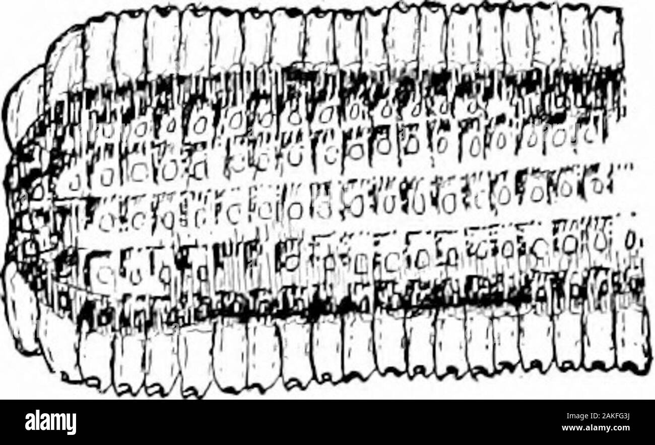 Southern raccolti di campo (esclusiva di piante foraggere) . Fig. 58. - Orecchio con lungo, ben formato grani. Fig. .59. - Eah con ShortGrains. di attacco dell'orecchio gambo shoidd essere di moderata diameter.Compare Fig. 46 con la Fig. 50. (8) Punte delle orecchie. - I grani dovrebbero come nearlj come possiblehide cob alla punta dell'orecchio e non vi devono essere di dimensioni discrete. Foto Stock