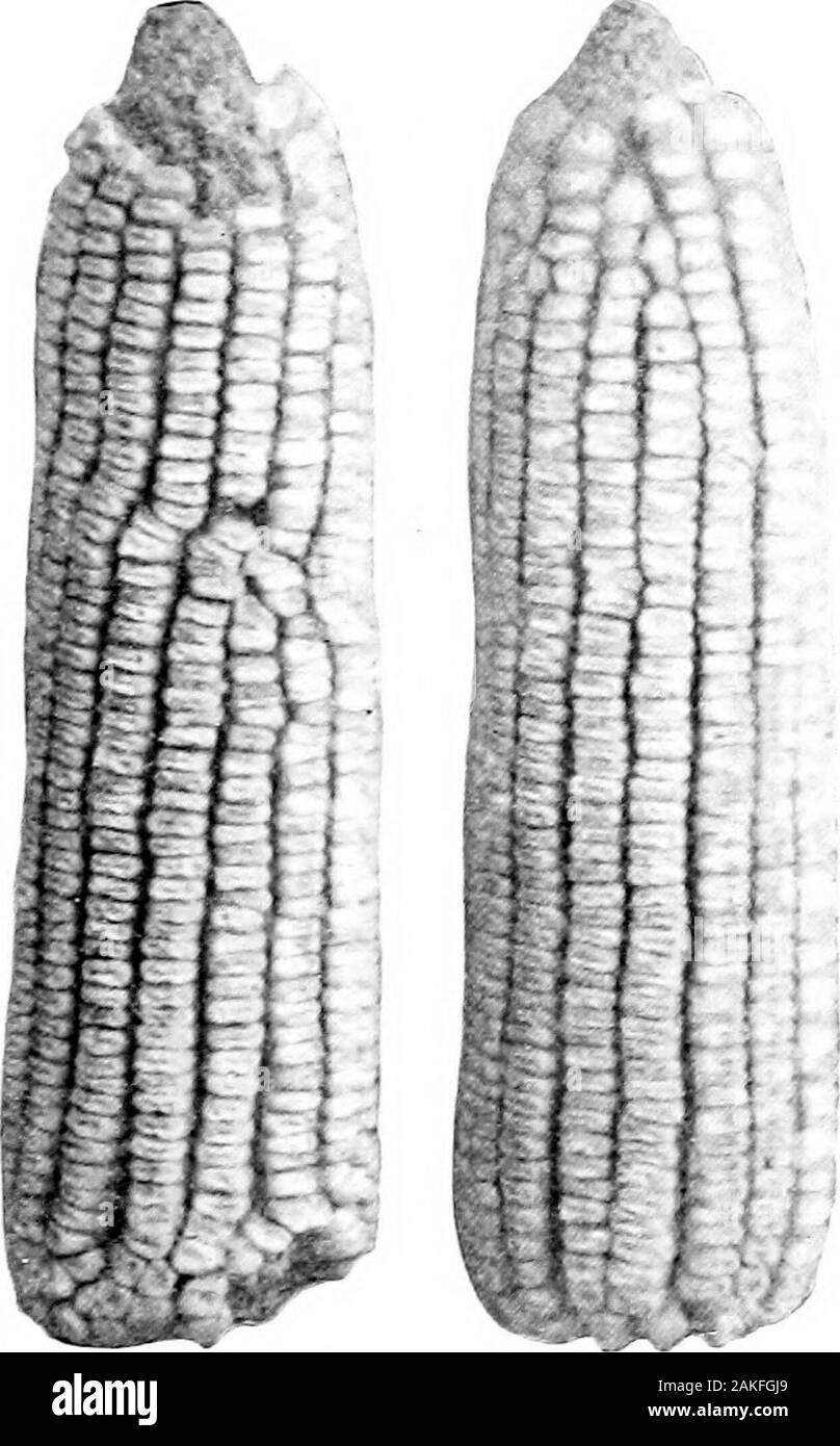 Southern raccolti di campo (esclusiva di piante foraggere) . Fig. 43. Fig. 44. Fig. 45 Il foUon-ing paragrafi indicano alcune delle più importantconsiderations nel punteggio ogni carattere : - (1) UxiFORMiTY. - L'orecchio esaminati dovrebbero essere come altri earsof la stessa varietà e tutte le orecchie di uno presentano dovrebbe essere uniformin dimensioni e aspetto. Criticare le figg. 40-4,5 quanto ad uniformità. 104 SOUTTIEBN raccolti di campo (2) la vitalità e la condizione di mercato.-buona germinatingpower e condizione di mercato è rappresentato dalla piastrella solidità della thegrain e libertà di punta dei grani da macchie scure, adheringparticles di sansa, sh Foto Stock