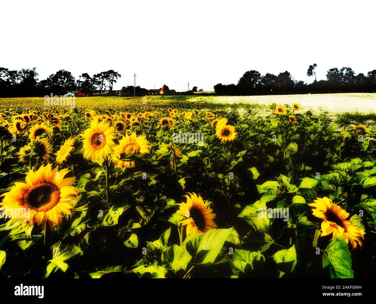 Un campo di girasoli, vicino a Lamberhurst, Kent, England, Regno Unito Foto Stock